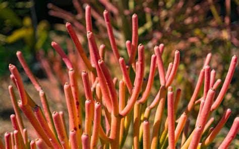 Cactus milk is the sap that can be seen when there's damage to the stems of succulents such as milkweed or spurge euphorbia spp. Do You Recognize This Plant?