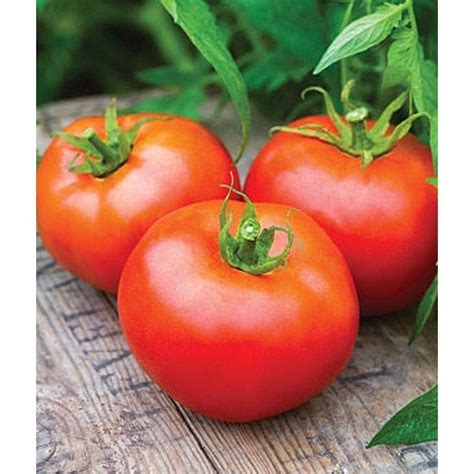 Tomatoes Have Just The Right Balance Of Sugar And Acid Plus High Levels