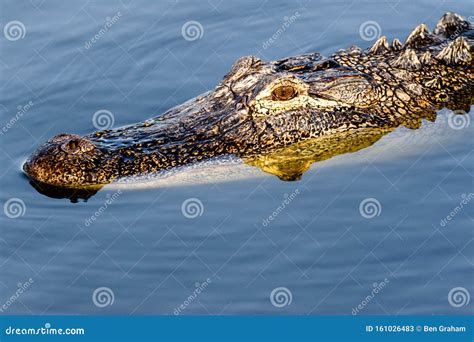 Alligator In Myakka River State Park Stock Image Image Of Lake Blue