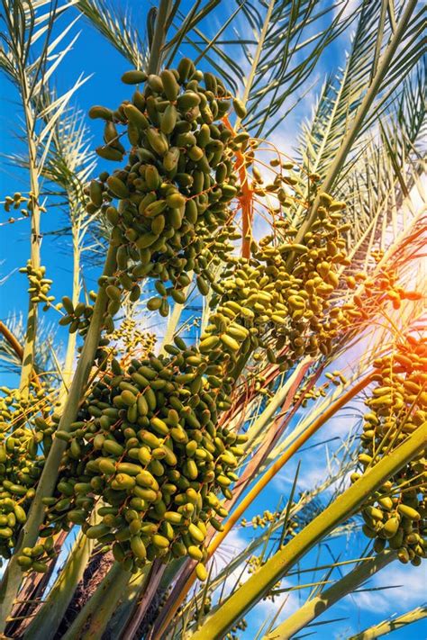 Palm Branch With Green Dates Stock Photo Image Of Nature Plant