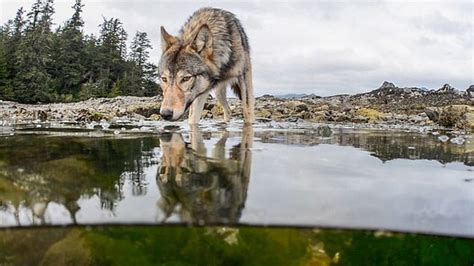 Így élték túl a szürke farkasok az utolsó jégkorszakot
