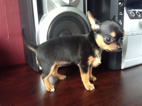 Chihuahua, black and tan dangling legs dog ornaments. KC reg smooth coat black and tan chihuahua girl | Tilbury ...