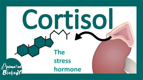 Cortisol Cortisols Effects On Body Cortisol The Stress Hormone