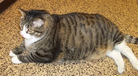 37 Pound Fat Cat Tubby Tabby Biscuit Finds A Home With Fellow Feline