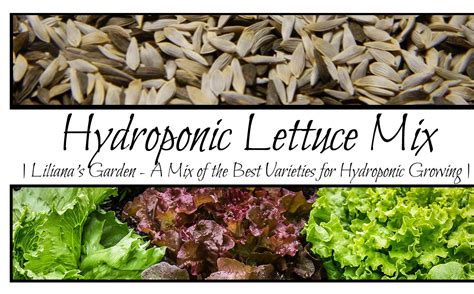 Hydroponic Lettuce Mix Heirloom Seeds By Lilianas Garden Lilianas