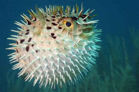 We did not find results for: 7 Spesis Ikan Paling Berbahaya Di Dunia | Iluminasi