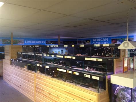 Osterley Maidenhead Aquatics Fish Store Review Tropical Fish Site