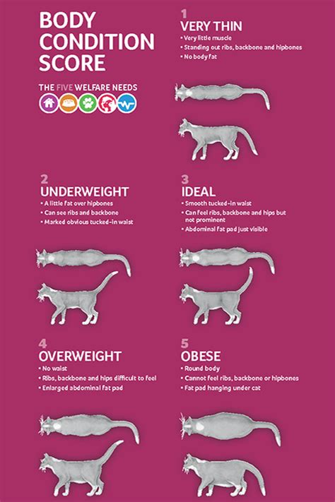 Cat Weight Chart Artofit