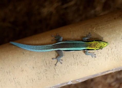 17 Types Of Geckos Our Favorite Pet Species