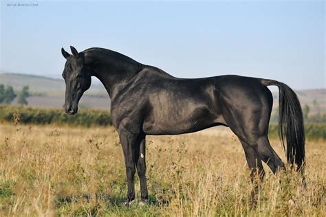 Akhal Teke By Artur Baboev Horses Akhal Teke Horses Beautiful Horses