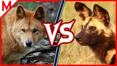 10💥dingo Vs African Wild Dog Wolverine Vs Honey Badger Winner Youtube