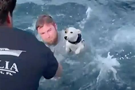Florida Boaters Rescue Dog Struggling Alone In The Open Ocean Video