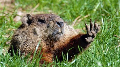 How To Get Rid Of Groundhogs Naturally With 15 Easy Ways Trstdly