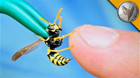 Yellow Jacket Sting Pain Renew Physical Therapy