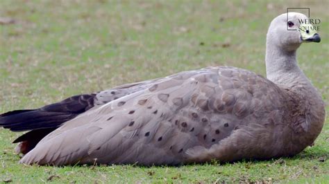 Interesting Facts About Cape Barren Goose By Weird Square Youtube