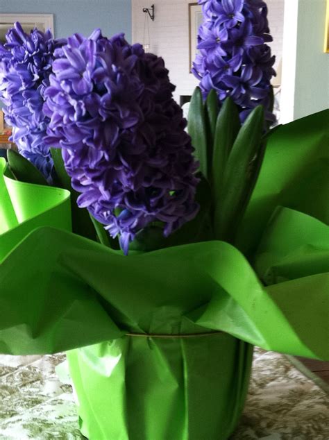 They are often a florists' delight. Deep Purple Hyacinth..beautiful and delightful scent..my ...