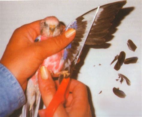 The Splendid Bourke Bird Blog: WING CLIPPING: Question on Clipping Wings