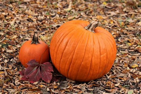 Two Pumpkins In Autumn Leaves Free Stock Photo Public Domain Pictures