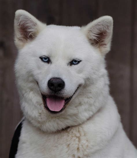 Huskita Dog Breed Pictures Facts And In Depth Breed Info