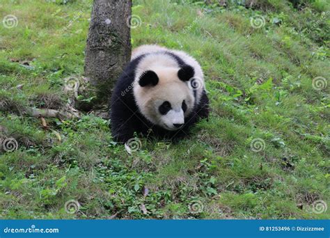 Panda Feliz Foto De Archivo Imagen De Patio Sonriente 81253496