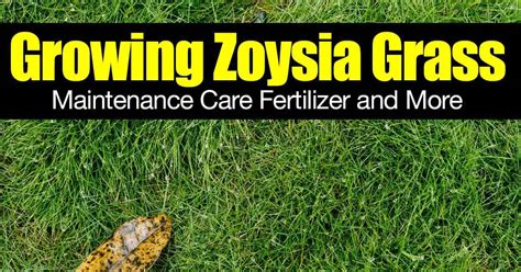 Growing Zoysia Grass Maintenance Care Fertilizer And More