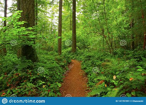 Pacific Northwest Forest Hiking Trail Stock Image Image Of Trees