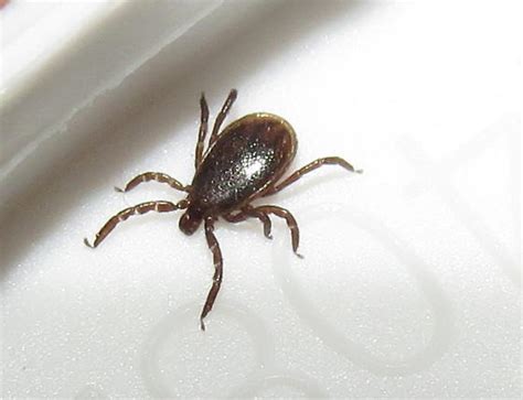 Bugs That Look Like Ticks Identification And Control