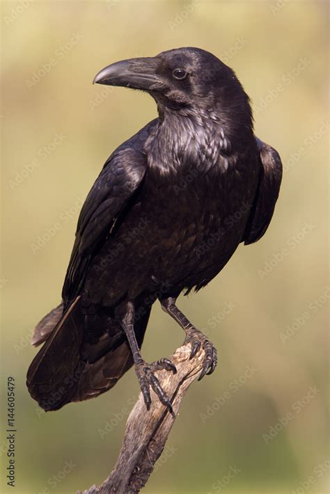 Common Raven Corvus Corax Stock Photo Adobe Stock