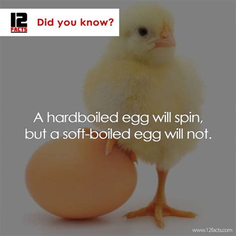 Did You Know Mind Blowing Facts About Chickens Animal Facts