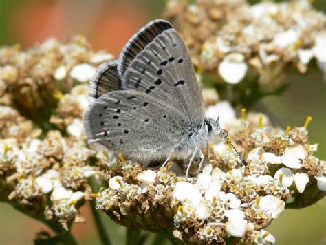 Mission Blue Butterfly Endangered Photo Credit Patrick Flickr