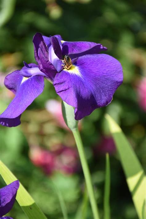 Iris Du Japon Iris Ensata Floraison En Juin Bouture Com La
