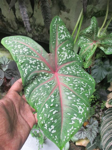 Garden Chronicles Caladium Elephant Ears And Its Kind