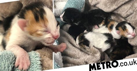 Firefighters Tear Down Wall To Rescue Kittens Trapped Inside Metro News