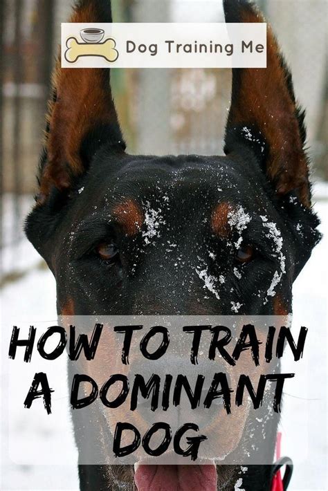 How To Train A Dominant Dog And Get Them To Be More Obedient Stop Your