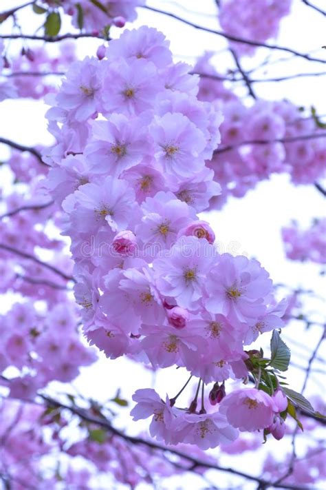 Pink Sakura Flowers On A Branch Stock Image Image Of Forsythia