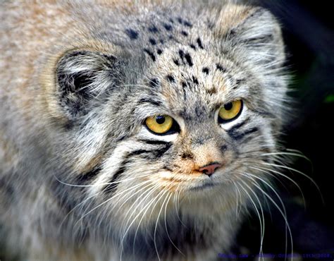 The Creature Feature 10 Fun Facts About The Pallas Cat