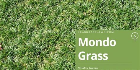 Grass Types That Dont Require Mowing Cg Lawn