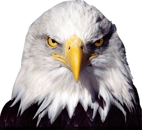 Eagle Png Clipart Background Png Play