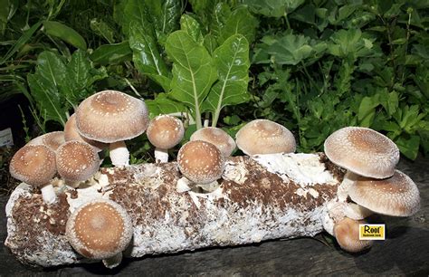 best mushroom growing kit reviews and buyer s guide