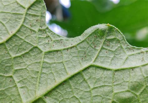 So how do you get rid of spider mites? How to Get Rid of Spider Mite on Plants - My Little Jungle