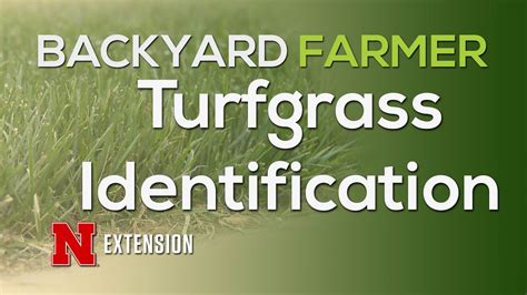 Turfgrass Identification Youtube