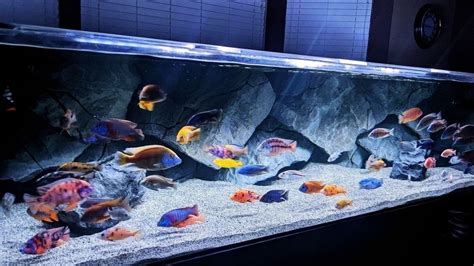 Amazing Colorful African Cichlids Tank Setup In Clean Aquarium Youtube