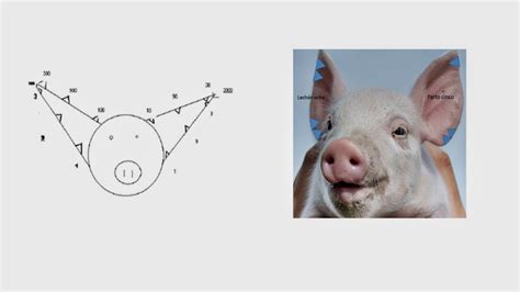 La Cría De Cerdos Ecológica Del Siglo Xxi Para Pequeños Y Medianos