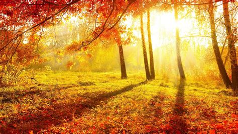 Wallpaper Sunlight Trees Forest Fall Leaves Nature Grass