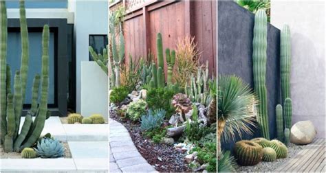 Outdoor Cactus Garden Ideas For The Best Looking Landscape