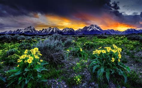 Mountain Flowers In The Sunset Hd Wallpaper Background Image