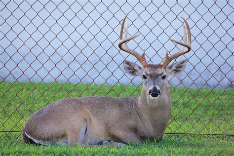 Deer Buck Bucks Animal Wildlife Mammal Wild Antlers Outdoors