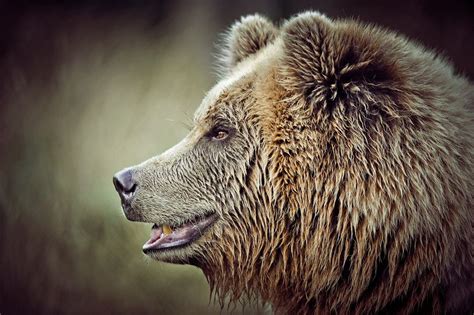 Braunbär By Florian Schöllhorn 500px Brown Bear Bear Grizzly Bear