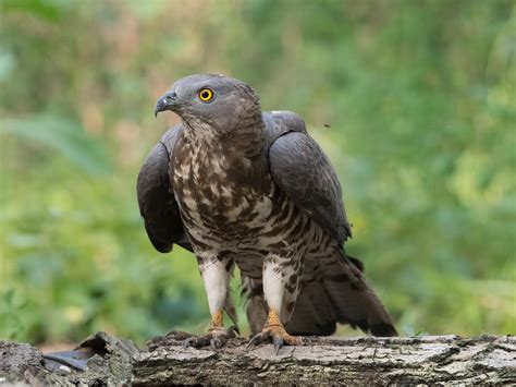 European Honey Buzzard Bird Facts Pernis Apivorus Bird Fact