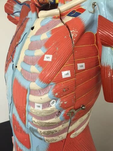 6c Torso Muscles Model Thoracic Muscles Flashcards Quizlet